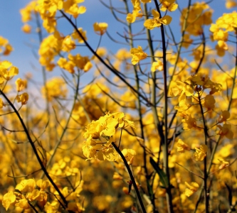 Connaissez-vous l’Oleo100 ? 